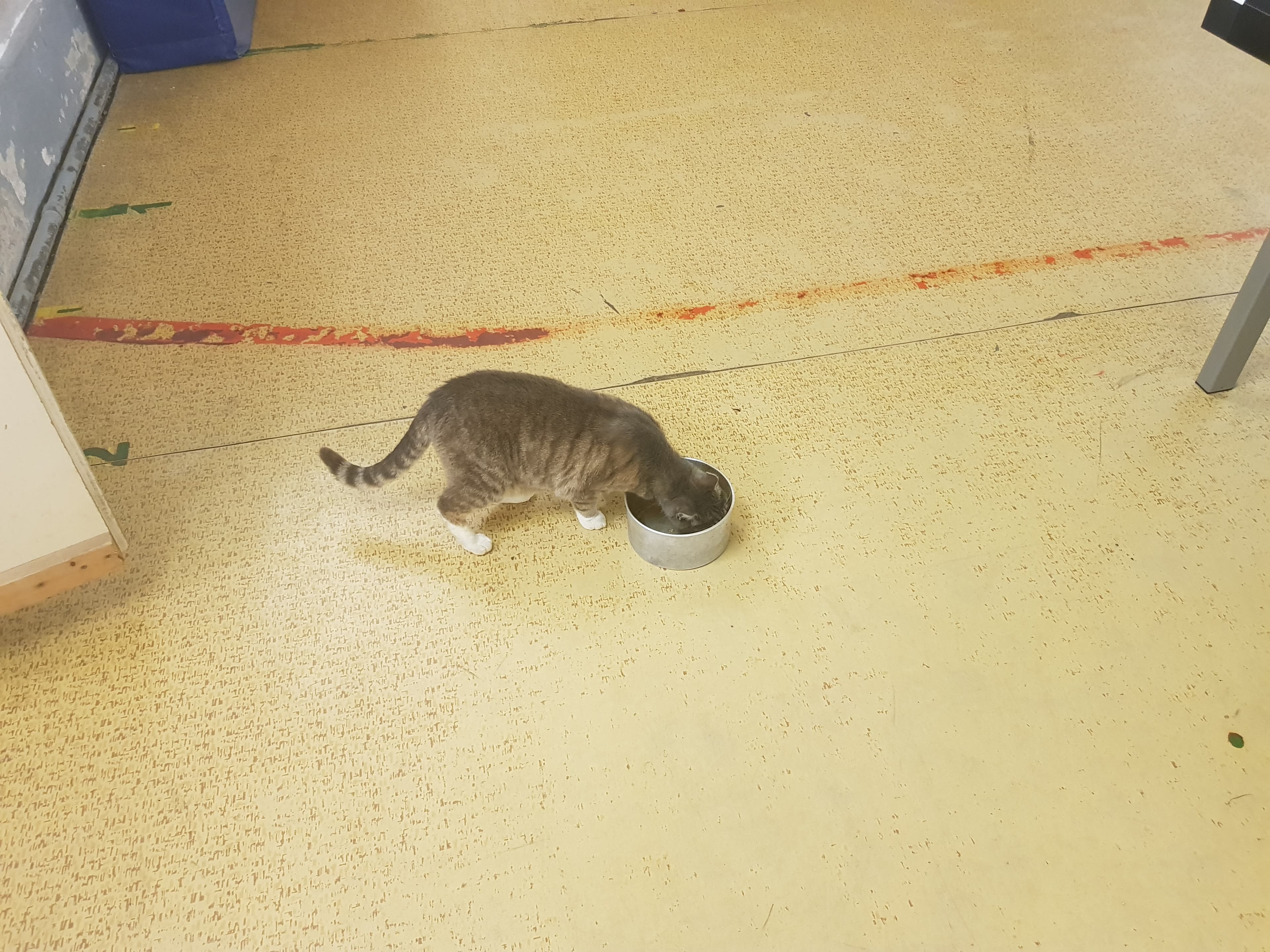 Schulkatze Dieter Dennis von Altroßthal, grau getigert, sitzt aufmerksam im Schulhof.